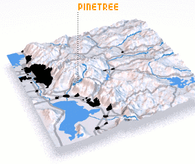 3d view of Pine Tree