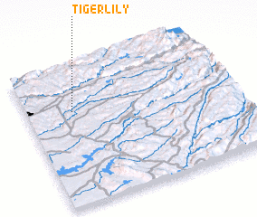 3d view of Tiger Lily