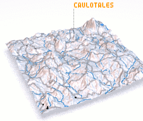 3d view of Caulotales