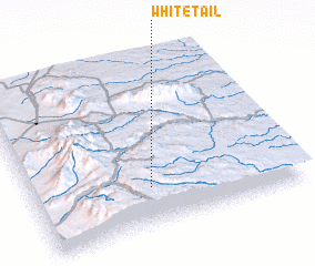 3d view of Whitetail