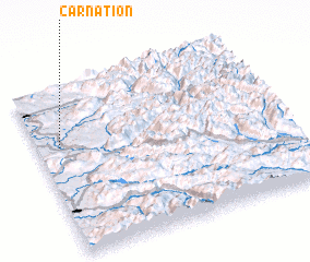 3d view of Carnation