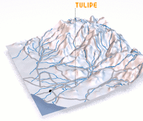 3d view of Tulipe