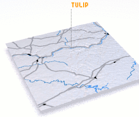 3d view of Tulip