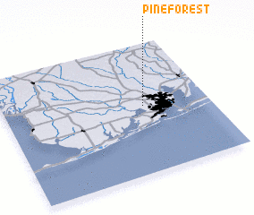 3d view of Pine Forest