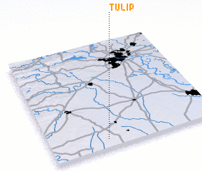 3d view of Tulip