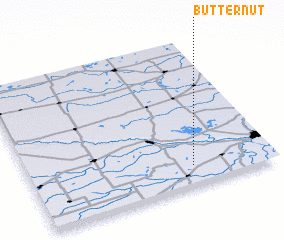 3d view of Butternut