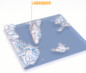 3d view of Labrador